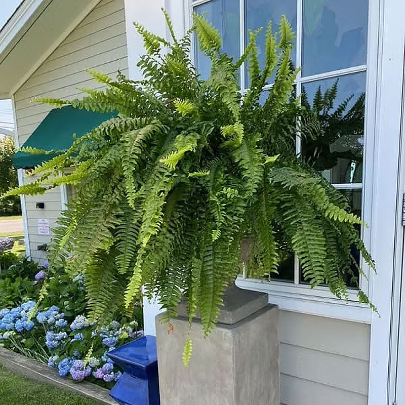 UV-beständig naturtrogen konstgjord Boston Fern